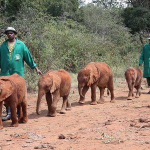 Elephant-Orphanage-1